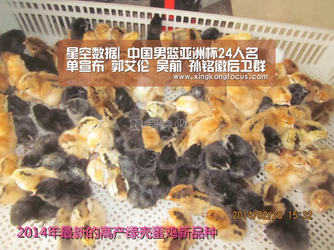 星空数据|
中国男篮亚洲杯24人名单宣布 郭艾伦 吴前 孙铭徽后卫群领衔(图2) 星空赛事
